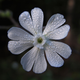 La Silene stenophylla. Foto: Jacinta Lluch Valero